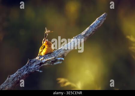 Mangeur d'abeilles à façade blanche mangeant un insecte vue de face au crépuscule dans le parc national du Grand Kruger, Afrique du Sud ; espèce Merops Bullockoides famille de Merop Banque D'Images