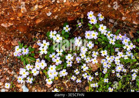 Cosmos Sonata fleurit sur le rivage rocheux de la côte de Vouliagmeni dans le golfe Saronique en Grèce. Banque D'Images
