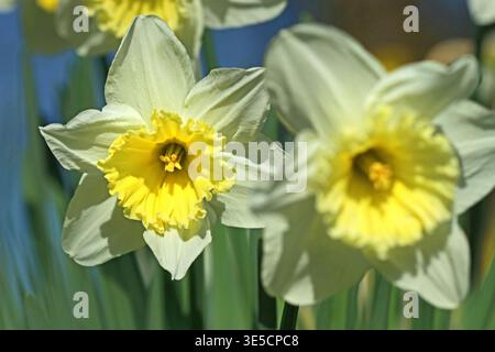 Plein cadre Narcissus Crewenna trompette Div 1, jonquille, avec couronne jaune vif, périanthe blanc verdâtre pâle (pétales) en plein soleil sur ciel bleu Banque D'Images