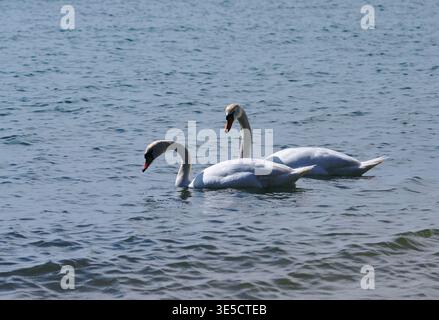 Deux cygnes glissent dans l'eau claire d'un lac, créant de douces ondulations lorsqu'ils nagent dans un cadre naturel tranquille Banque D'Images