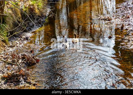 Eau qui coule avec deux canards nageant paisiblement dans la rivière Bosbeek, eau peu profonde et claire entre la vallée avec de l'herbe sauvage, la lumière du soleil réfléchie sur la surface Banque D'Images