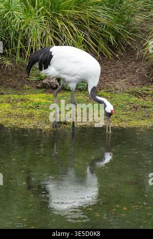 Asie ; Japon ; faune ; oiseaux ; échassiers; grue à couronne rouge ; Grus japonensis ; alimentation Banque D'Images