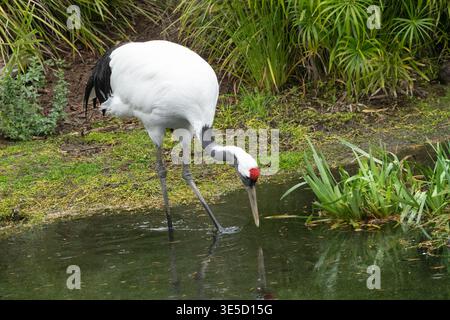 Asie ; Japon ; faune ; oiseaux ; échassiers; grue à couronne rouge ; Grus japonensis ; alimentation Banque D'Images