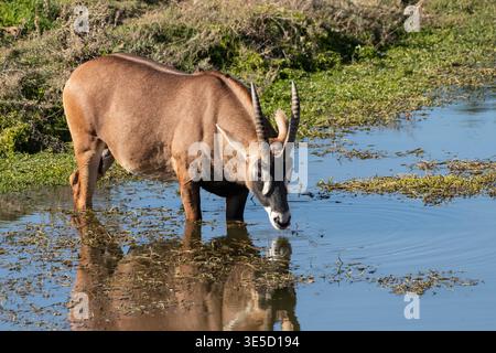 Afrique ; Kenya ; faune ; pâturages ; antilopes; antilope Roan ; Hippotragus equinus Banque D'Images