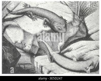 Deux anciennes salamandres représentées sur des rochers avec des fougères préhistoriques dans une gravure détaillée. Cette illustration vintage présente deux salamandres préhistoriques reposant sur des rochers texturés, entourées de fougères luxuriantes, capturant un moment de l'histoire naturelle antique. Banque D'Images