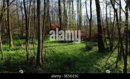 Forêt printanière ensoleillée avec couvre-sol vert frais Banque D'Images