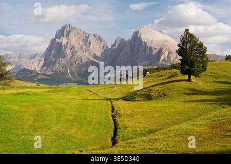 Prairie alpine et les Alpes Dolomites, Alpe di Siusi (Seiser Alm), Trentin Haut-Adige, Italie Banque D'Images
