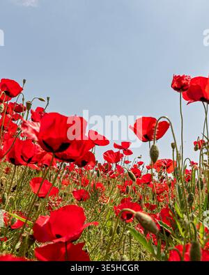 Une prise de vue spectaculaire en bas angle capturant un champ dense de fleurs de coquelicots rouges éclatantes qui fleurissent de manière vibrante sur un ciel bleu clair et Uni sous un soleil éclatant Banque D'Images