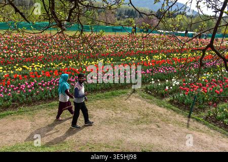 Les visiteurs se promènent à travers les tulipes en fleurs dans le plus grand jardin de tulipes d'Asie pendant la saison printanière à Srinagar. Un total de 1,8 millions de bulbes de tulipes, ainsi que 26,85 fleurs printanières du dollar des États-Unis, telles que jonquilles, jacinthes et roses, attirent les visiteurs cette année. Le jardin des tulipes dans la capitale estivale de Srinagar a gagné une place dans le Livre mondial des records comme le plus grand d’Asie en 2023. Banque D'Images