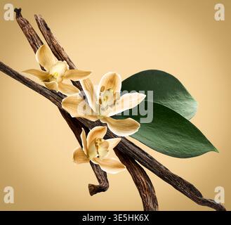 Fleurs et bâtons de vanille sur fond brun pastel Banque D'Images