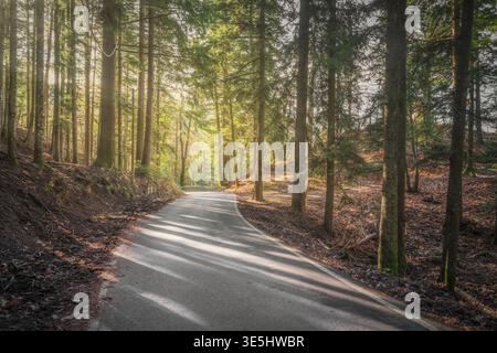 Route asphaltée sinueuse à travers l'ancienne forêt de sapins et de hêtres de Vallombrosa. Lumière du soleil du matin filtrant à travers de grands arbres avec de longues ombres, Toscane Banque D'Images