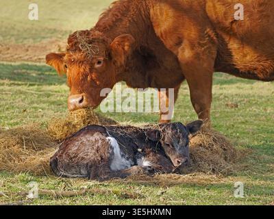Vache et veau. Mère vache se tient au-dessus du veau nouveau-né couvert de paille dans le champ dans Cumbria Angleterre Royaume-Uni Banque D'Images