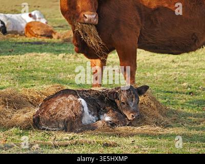 Vache et veau. Mère vache se tient au-dessus du veau nouveau-né couvert de paille dans le champ dans Cumbria Angleterre Royaume-Uni Banque D'Images
