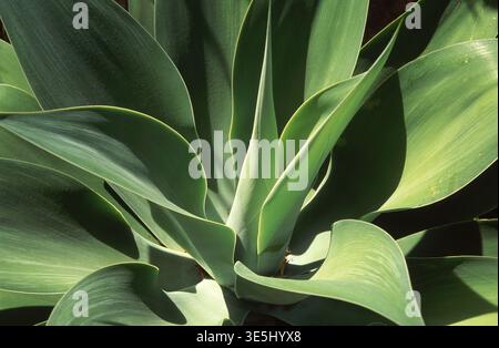 GROS PLAN D'UNE SUCCULENTE D'AGAVE ATTENUATA (ASPARAGACEAE) SOUVENT APPELÉE AGAVE FOXTAIL OU AGAVE DU COU DE CYGNE. Banque D'Images