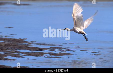 UNE SPATULE ROYALE (PLATALEA REGIA) S'ENVOLANT AU-DESSUS D'EAU PEU PROFONDE, BAIE DE MORETON À MARÉE BASSE, ÎLE SUD DE STRADBROKE, QUEENSLAND, AUSTRALIE. Banque D'Images