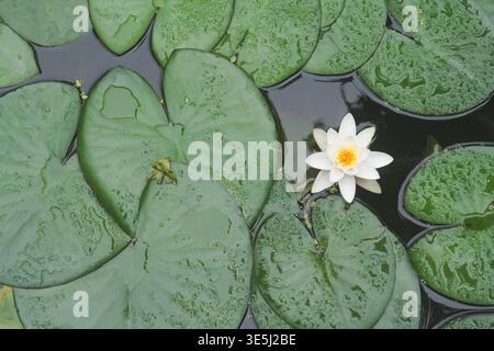 Une prise de vue en grand angle capture un nénuphar unique et élégant avec un centre jaune vif flottant dans l'eau sombre ; il est entouré de nombreux grands, Banque D'Images