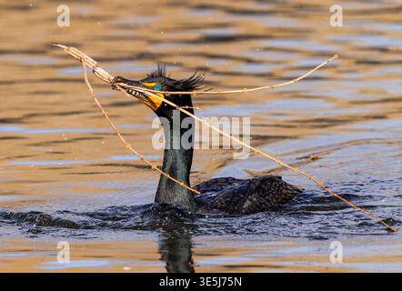 Un cormoran à double crête portant un bâton de nidification dans son bec tout en nageant sur un lac. Banque D'Images