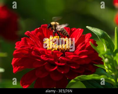 Une fleur de Zinnia rouge vif de belle couleur avec un Bumblebee en son noyau prenant son envol après la pollinisation. Banque D'Images