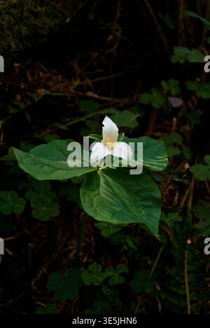 Fleur de trillium dans la forêt communautaire d'Arcata contre un séquoia Banque D'Images