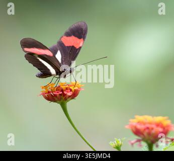Papillon facteur (Heliconius melpomene) sur des fleurs au Costa Rica, parc national du Corcovado Banque D'Images