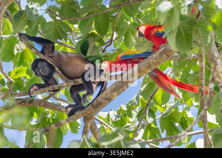Couple de Macaws écarlate (Ara macao) confronté à un singe hurleur (Alouatta palliata) dans la canopée d'amandiers, parc national du Corcovado, Costa Rica Banque D'Images