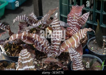 Plante broméliade brune rayée en pot de près Banque D'Images