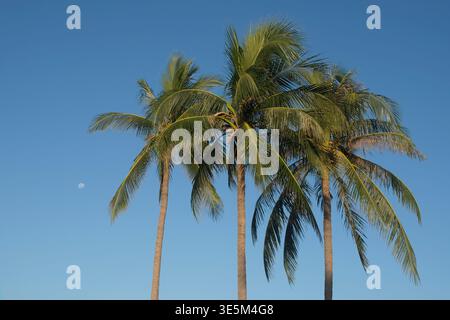 Trois palmiers contre un ciel bleu et une lune blanche, Cocos nucifera Banque D'Images