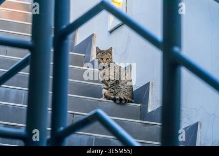 Chat errant sur la rue Doha au Qatar, moyen-Orient. Banque D'Images
