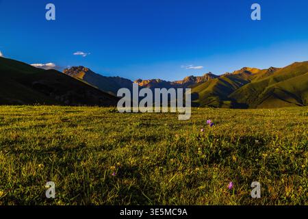 Le vaste paysage montagneux présente des fleurs sauvages vibrantes et de l'herbe verte luxuriante. Ciel clair avec quelques nuages renforce l'atmosphère paisible de la prairie. Banque D'Images