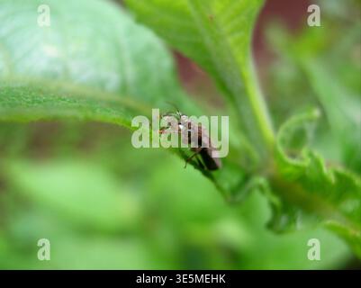 Insecte brun avec de minuscules gouttelettes d'eau sur son corps assis sur une feuille verte. Banque D'Images