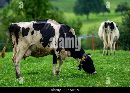 Vache sur un pâturage d'été. Troupeau de vaches en pâturage dans les Alpes. Vaches noires et blanches. Vaches Holstein. Vaches frisonnes britanniques. Vache à pied noire. Holstein Friesian Banque D'Images