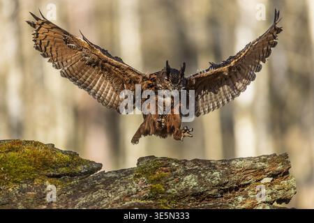 Bubo Bubo Bubo, une chouette aigle eurasienne spectaculaire, vole à basse altitude à travers la lumière des bois avec des ailes entièrement déployées et des talons étendus. Banque D'Images