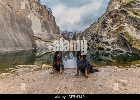 Deux chiens Hovawart, Canis lupus familiaris, posent près d'un lac de carrière réfléchissant entouré de falaises rocheuses. Banque D'Images