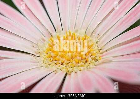 Extrême Macro de Gerbera Daisy Center avec étamines dorées et pétales roses, Mahé, Seychelles Banque D'Images