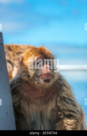 Vue d'un macaque barbare avec fourrure brune se trouve sur un fond bleu et blanc flou par une journée ensoleillée, Gibraltar, Gibraltar. Banque D'Images