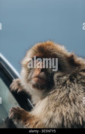 Vue d'un macaque barbare avec son visage expressif et sa fourrure dense, accroché à une voiture sous un ciel mou, Gibraltar, Gibraltar. Banque D'Images