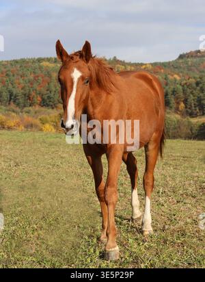 Un cheval brun est debout dans un champ avec de l'herbe verte. Le cheval regarde vers la droite Banque D'Images