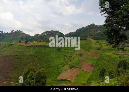 Plantations de thé en Ouganda Banque D'Images