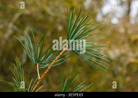 Sciadopitys verticillata, pin parapluie japonais, Koyamaki, gros plan sur les branches de conifères à feuilles persistantes, fossile vivant Banque D'Images