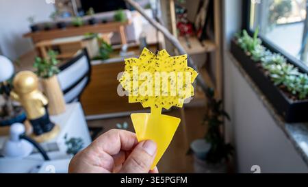 Main tenant un piège collant jaune recouvert de mouches de champignon mouche dans un intérieur de maison, démontrant la lutte contre les parasites des plantes d'intérieur et le soin des plantes d'intérieur. Banque D'Images