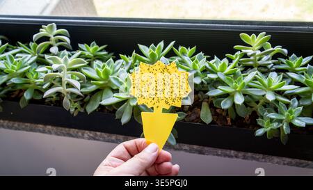 Main tenant un piège collant jaune recouvert de mouches de champignon mouche dans un intérieur de maison, démontrant la lutte contre les parasites des plantes d'intérieur et le soin des plantes d'intérieur. Banque D'Images