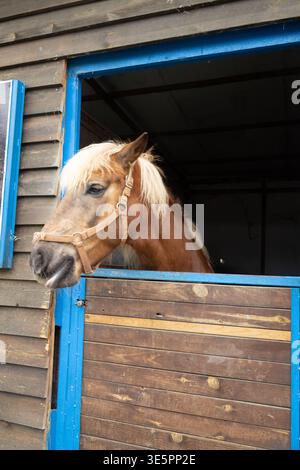 Cheval brun, détail - tête visible seulement hors de la boîte en bois écuries Banque D'Images