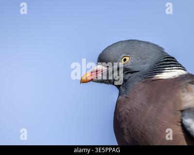 Une image rapprochée de la tête d'un pigeon de bois commun, Columba palumbus. Banque D'Images