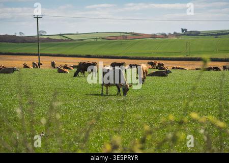 Troupeau de vaches laitières qui paissent dans des pâturages verts luxuriants sous Blue Sky dans les Cornouailles rurales Banque D'Images