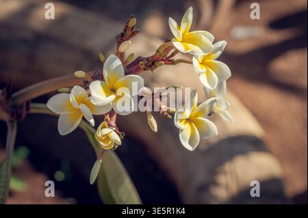 Fleurs tropicales de Plumeria Frangipani, fleurs blanches jaunes sur branche dans la lumière naturelle avec Bokeh lisse, Botanique gros plan de pétales en fleurs et Fre Banque D'Images