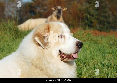 Chien de montagne des Pyrénées gardant les moutons sur les pâturages - tête en gros plan avec le troupeau en arrière-plan Banque D'Images