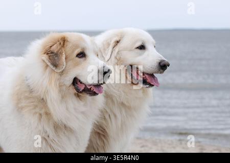 Deux chiens des grandes Pyrénées se tenant légèrement décalés l'un derrière l'autre, avec seulement leur tête et leur poitrine visibles. En arrière-plan, la mer crée un calme Banque D'Images