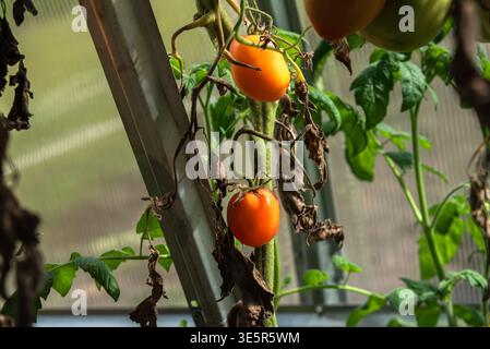 Deux tomates rouges oranges mûres poussant sur une vigne dans une serre aux feuilles vertes et au feuillage brun séché. Banque D'Images