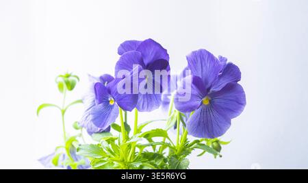 Fleurs de pensées violettes fraîches avec un éclairage naturel doux sur un fond propre. Idéal pour les thèmes printaniers, le jardinage, le bien-être et les concepts de design floral Banque D'Images