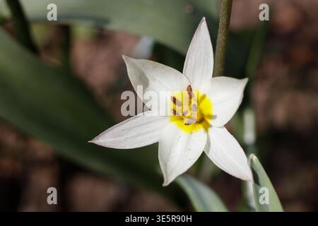 Gros plan d'une tulipe blanche du Turkestan (Tulipa turkestanica) dans Spring Bloom Banque D'Images